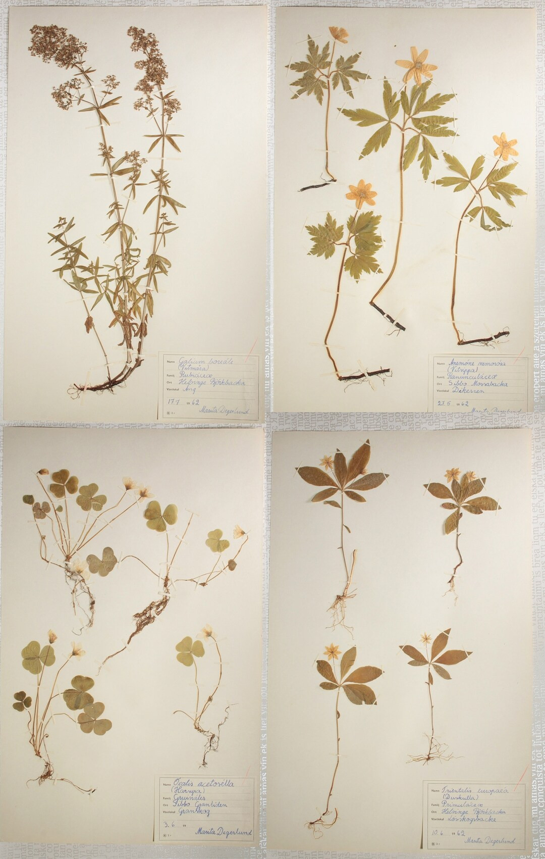 Four (4) Beautiful Finnish Mid-Century Herbarium Pages of Flowering Plants, Vintage Floral Botani... | Etsy (US)