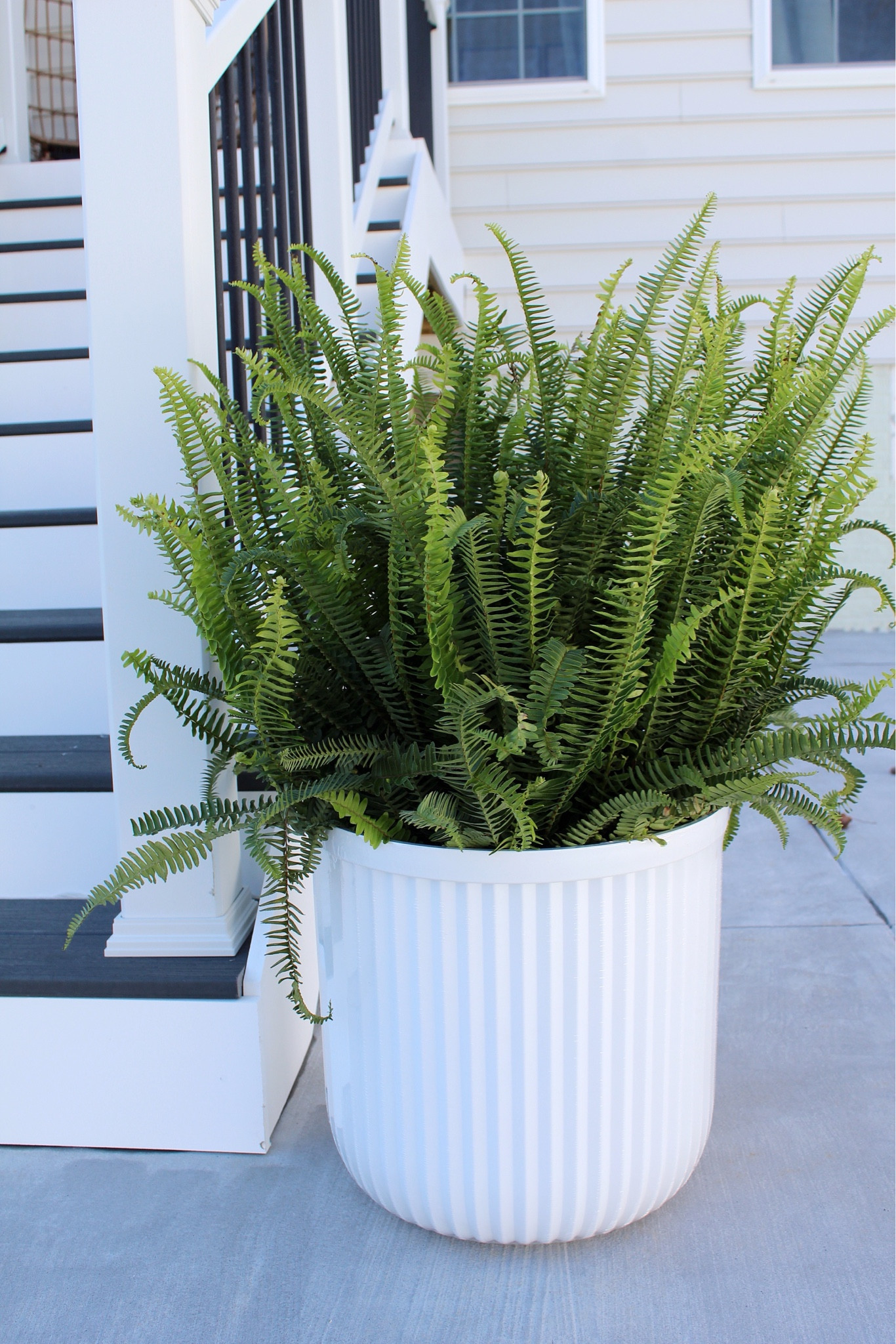 Walmart viral planters, Walmart planters, faux ferns, ferns, Amazon ferns 

#LTKhome #LTKstyletip #LTKSeasonal