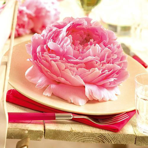 Peonies Dinnerplate Pink Set of 5 Roots | HSN