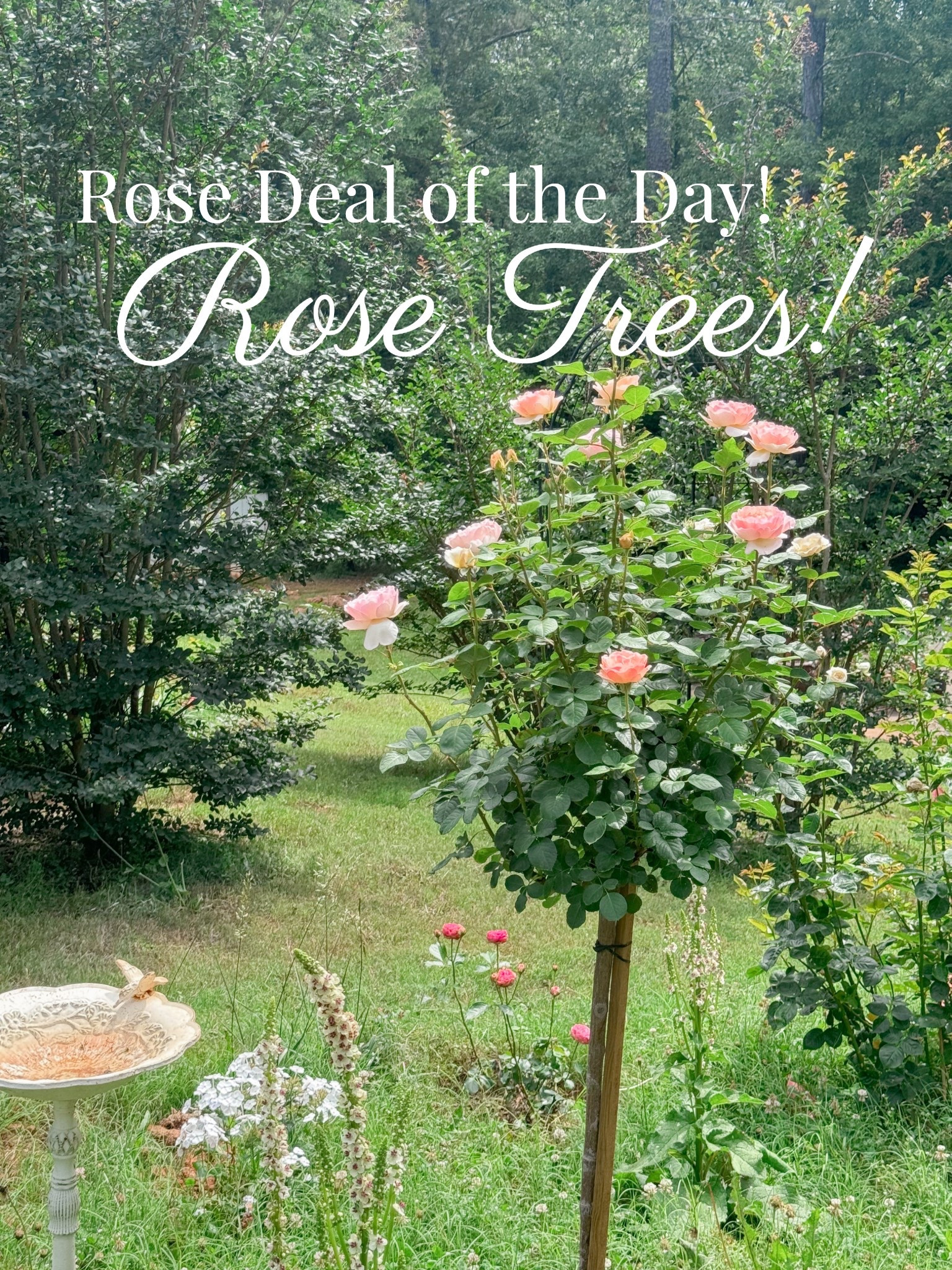 Rose deal of the day! Bare root rose trees for under $50! 



#LTKHome #LTKspring #LTKSeasonal