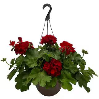 11 in. Geranium Annual Hanging Basket Plant with Bright Red Blooms and Rich Green Foliage | The Home Depot