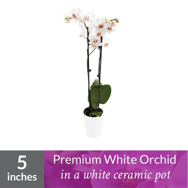 Just Add Ice Orchid Plant, 16-30” Tall, White Orchid, 5” White Ceramic Pot - Walmart.com | Walmart (US)