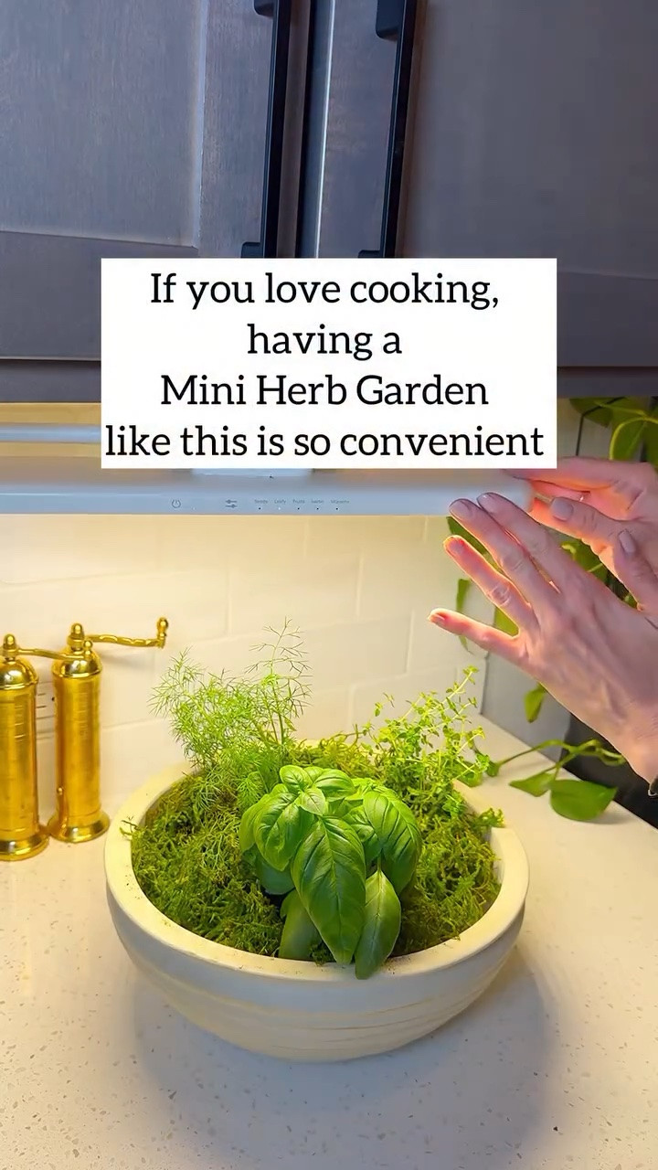 Fresh herbs within arm’s reach while you cook just makes life easier.

This mini herb garden is simple to set up and looks beautiful on the counter.

I kept the herbs in their original nursery pots and placed them inside a decorative bowl. Then I layered green moss on top to hide the pots and give it a soft natural texture.

Place it near a sunny window or under a grow light so the herbs stay healthy. Now you can simply reach over, snip what you need, and enjoy fresh herbs while you cook.

#miniherbgarden #kitchenherbs #indoorherbgarden #plantstyling #kitchenplants

mini herb garden kitchen | countertop herb garden | indoor herb garden ideas | kitchen herb garden setup | herbs on kitchen counter | fresh herbs while cooking | small kitchen herb garden | kitchen plant styling
