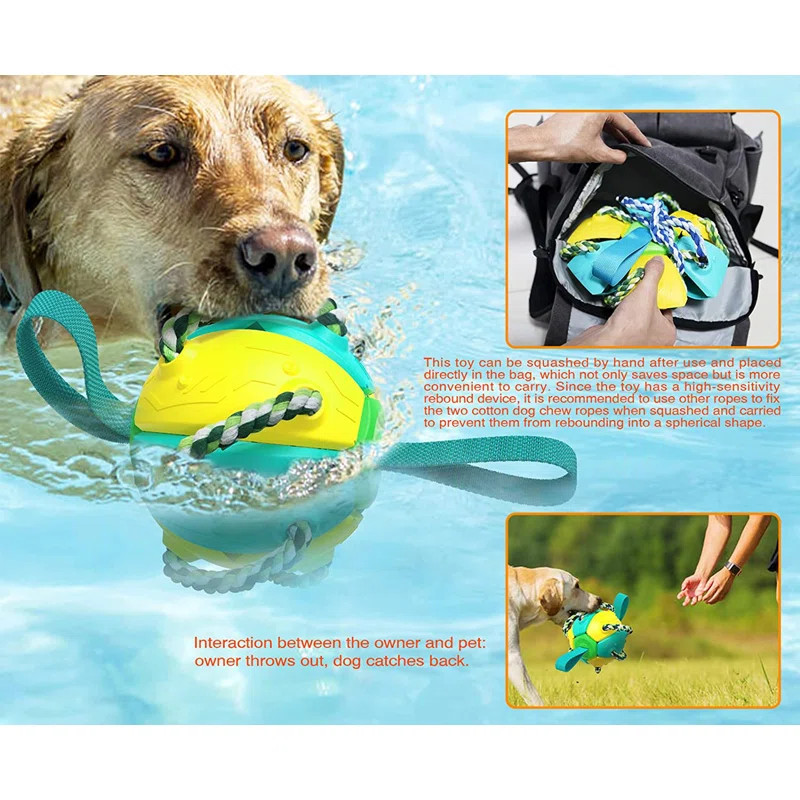 Dog Dish | Wayfair North America