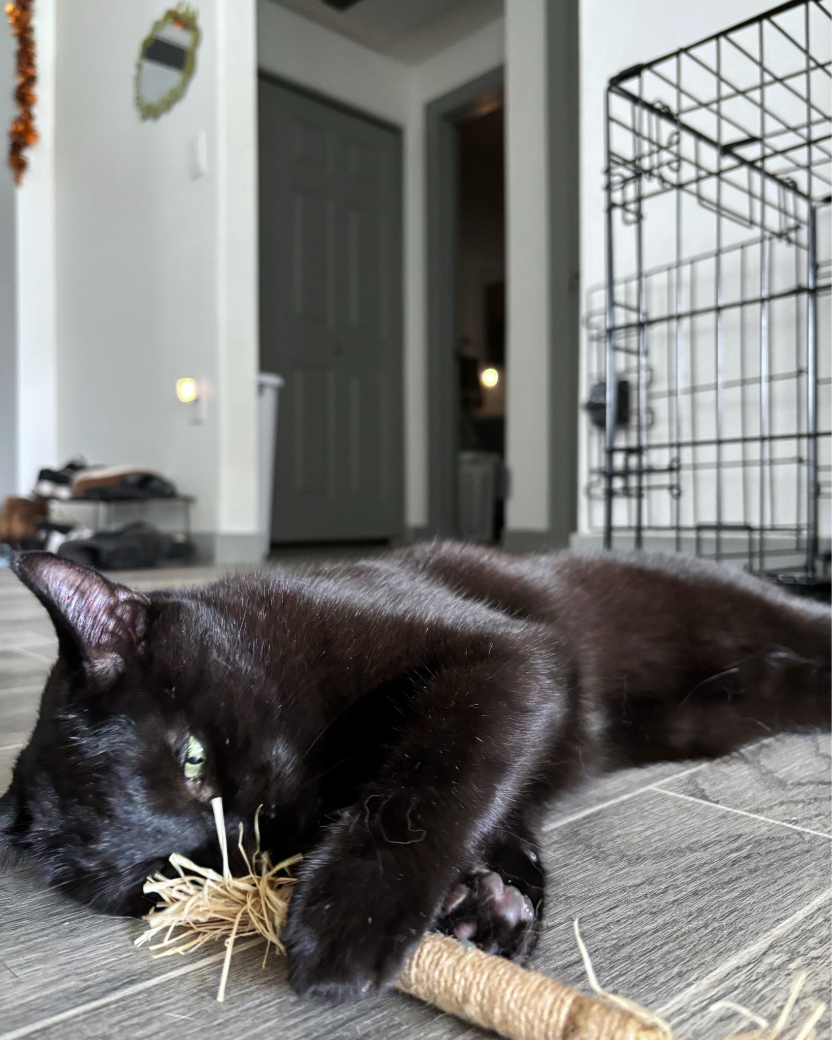 Looking for something new your cats can indulge in? We’ve been loving the natural silvervine sticks we got!  

#LTKFindsUnder50 #LTKPets #LTKFindsUnder100