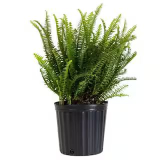 2 Gal. Kimberly Queen Fern Plant in 10 in. Nursery Pot | The Home Depot