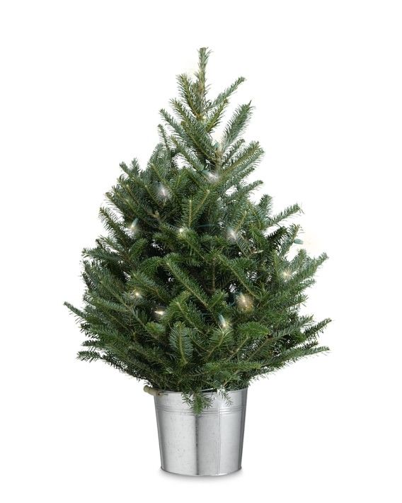Fresh Tabletop Christmas Tree with Lights | Williams-Sonoma