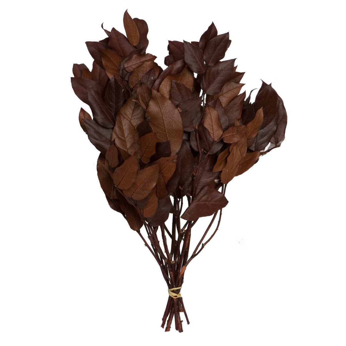 Vickerman 16-22" Natural Botanicals Salal Foliage Bunch | Target