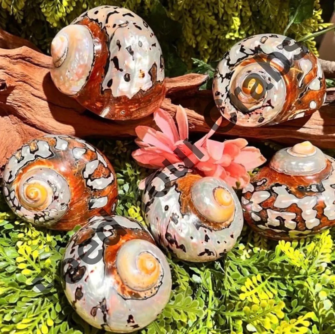 Polished Jumbo Sarmaticus Turbo Shell, Hermit Crab Habitat (3 to 3-1/2) - Etsy | Etsy (US)