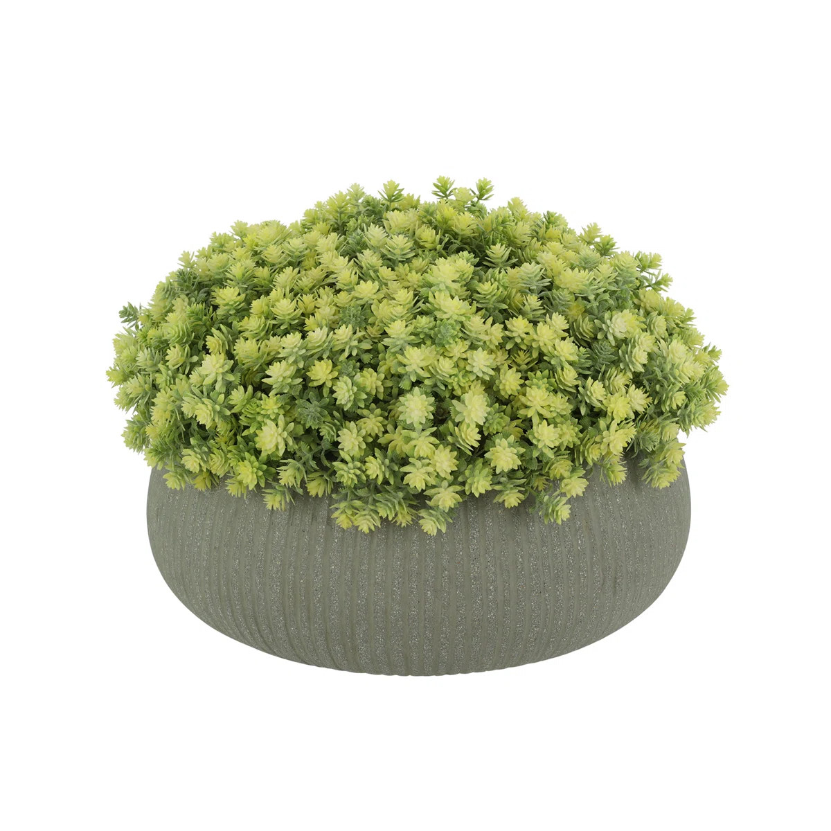Sedum Arrangement in Fiberstone Pot | Wayfair North America