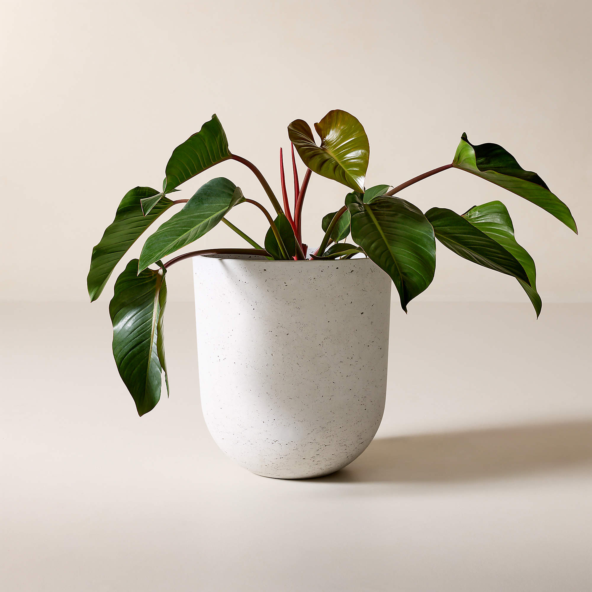 Seminyak Grey Cement Indoor/Outdoor Small Planter 6.75" + Reviews | CB2 | CB2