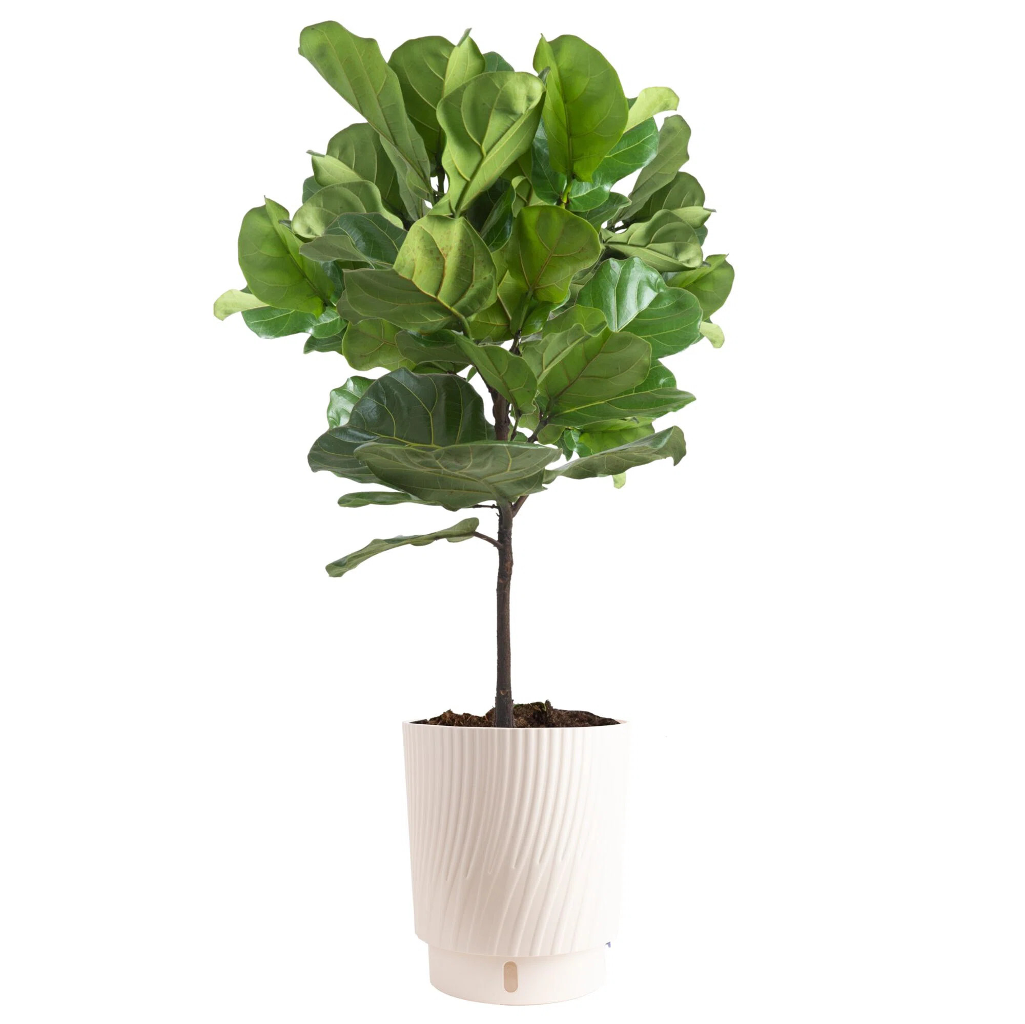 Costa Farms Indoor Fiddle Leaf Fig Ficus Lyrata Standard House Plant in 10-inch Décor Pot | Wayfair North America