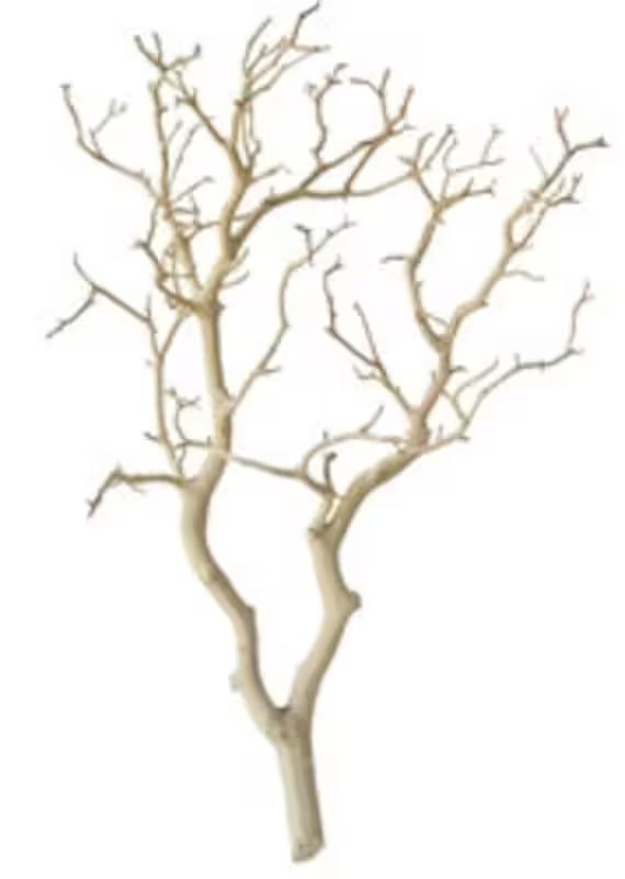Sandblasted Manzanita Branch/Tree 24 inches tall | Etsy | Etsy (US)