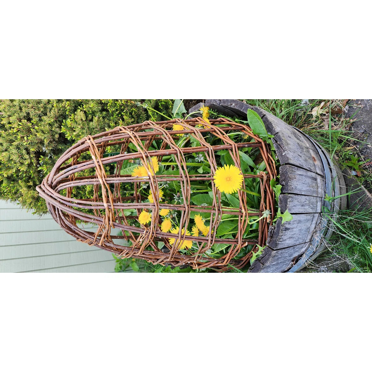 Willow Cloche | Wayfair North America