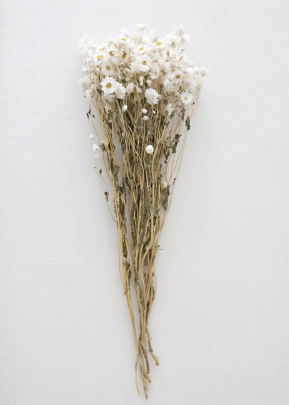 White Preserved Rodanthe Flowers - 22-28" Tall | Afloral (US)