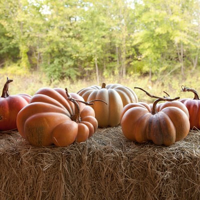Kentucky Field Assorted Pumpkin Collection, Set of 5 | Williams-Sonoma