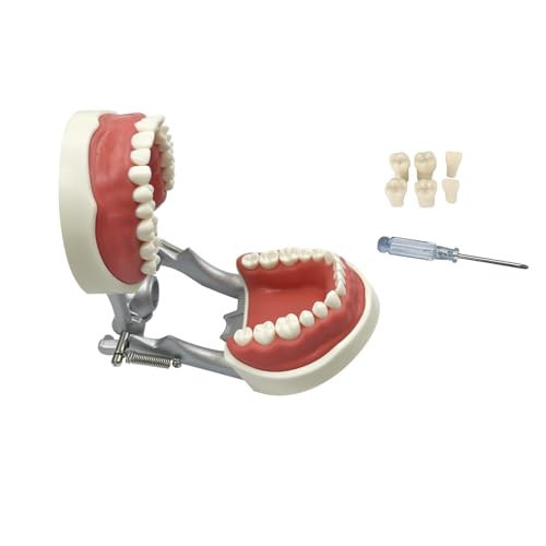 SENLIN DENTAL 32 Detachable Typodont Teeth Model, Dental Teeth Model Teaching Model with Soft Gum for Practicing and Studying, with a Screwdriver and Random 6pcs Teeth | Amazon (US)