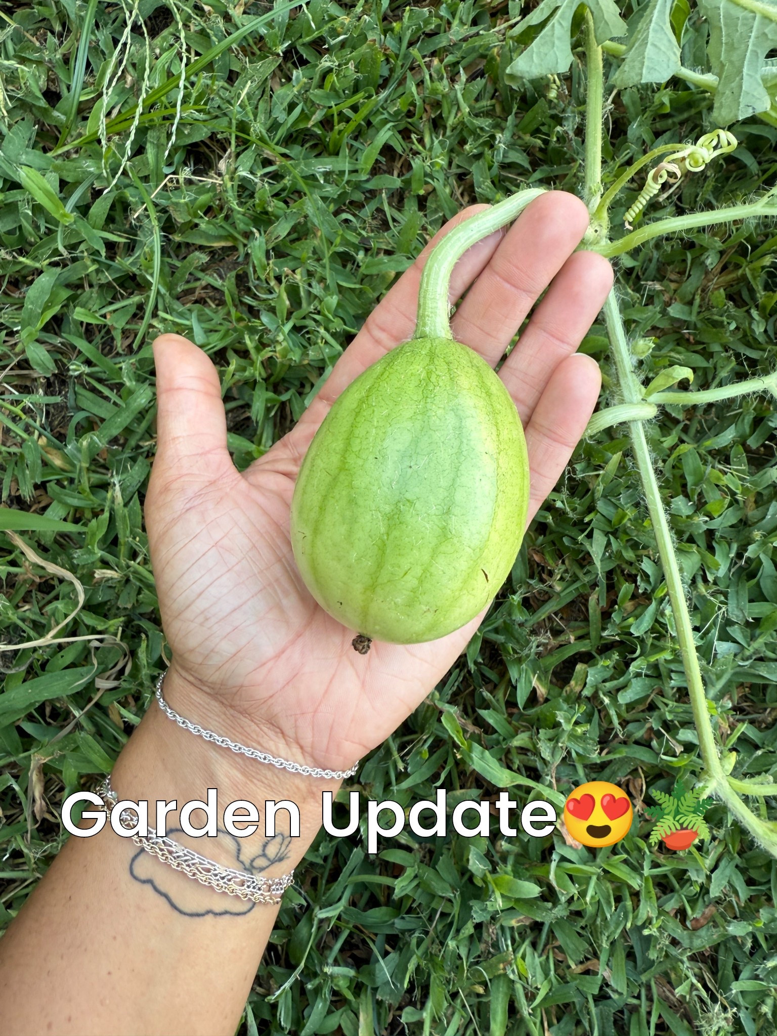 Garden update😍 Grow the seeds and watch your garden come to life🙌🏽🪴 #garden #homestead #plantlife #simplymadisynn