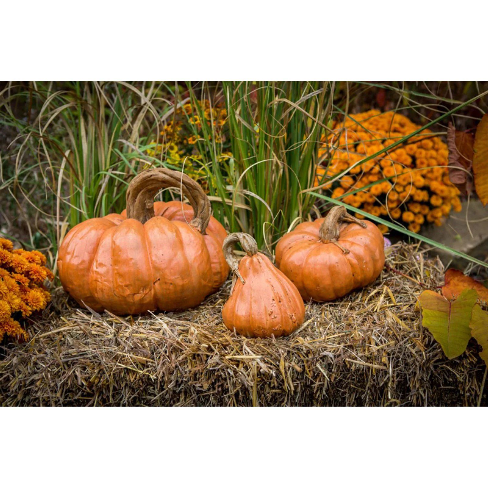 Athena Garden Cinderella Pumpkin - Set of 3 | Walmart (US)