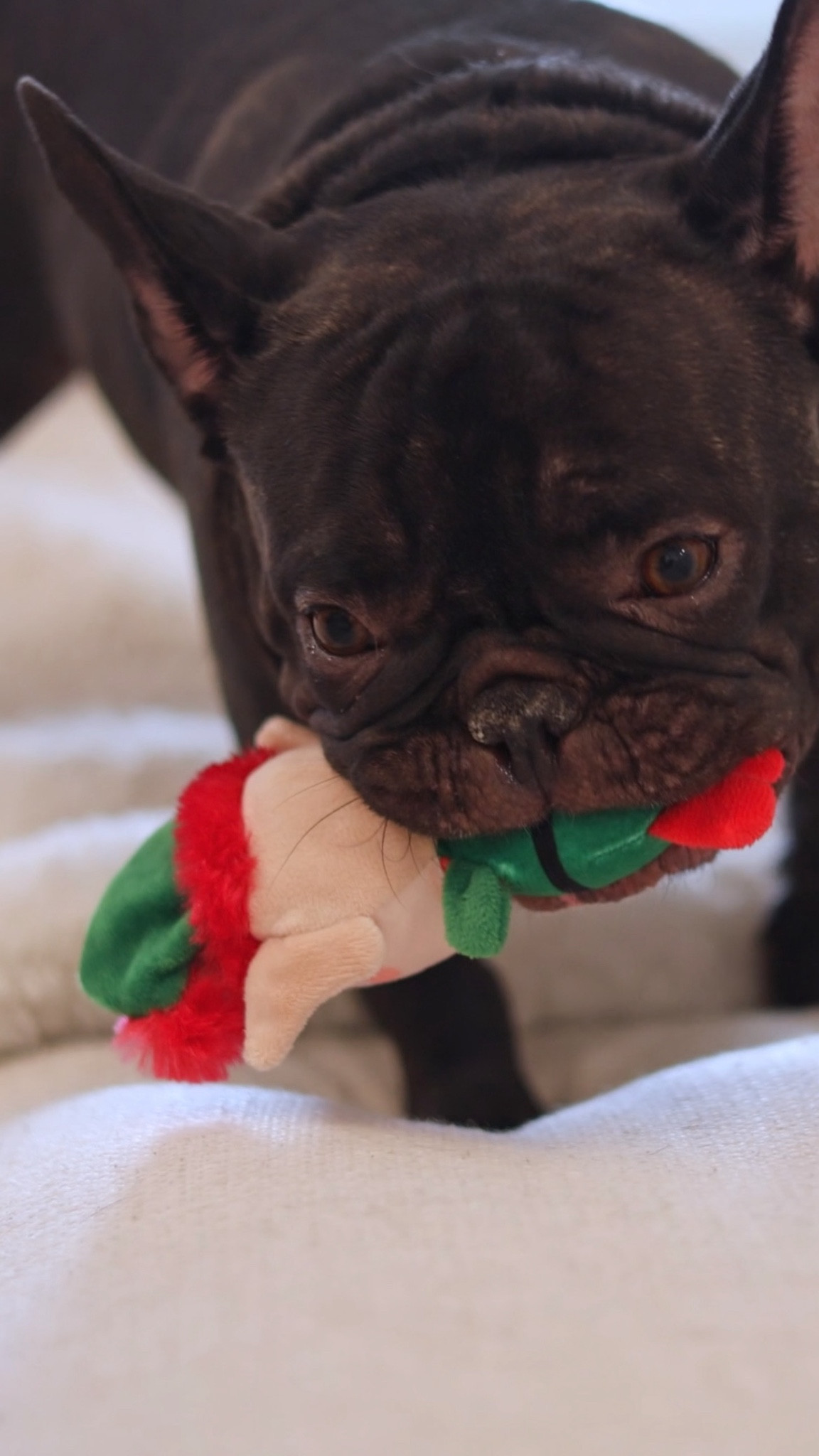 It’s time to stock up on stocking stuffers for your fur babies. Shopping for your pets just got so much easier with chewy - and they are having deals up to 60% off right now.  From vet-approved treats, adorable toys, to unique gadgets, Chewy.com has everything you need to put together an amazing stocking for your pets! Don't miss Chewy’s  incredible holiday deals for Cyber Week and Christmas—perfect for pampering your pup! @chewy #chewypartner

#LTKSeasonal #LTKHoliday #LTKGiftGuide