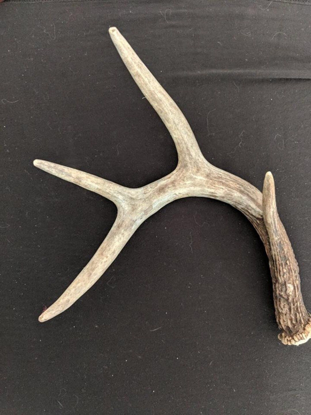 Whole Whitetail Antler | Etsy (US)