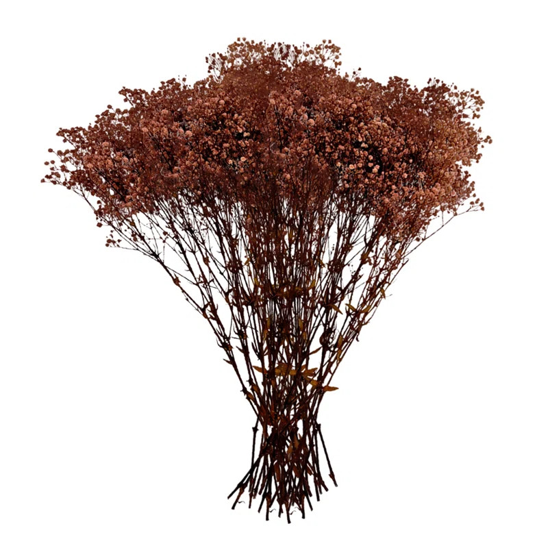 Bundle of 4 Real Dried Preserved Gypsophila, Baby's Breath 24" long 4 Stem per Bouquet | Wayfair North America