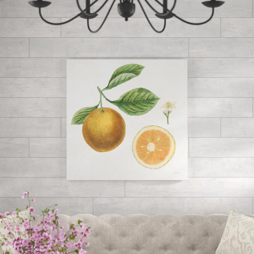 August Grove® Classic Citrus IV by Sue Schlabach - Drawing Print on Canvas | Wayfair | Wayfair North America