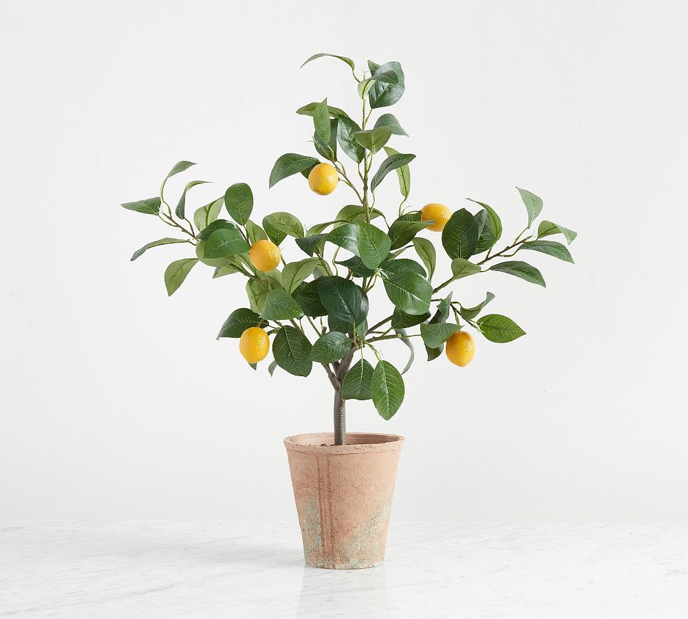 Monique Lhuillier Faux Lemon Tree | Pottery Barn (US)