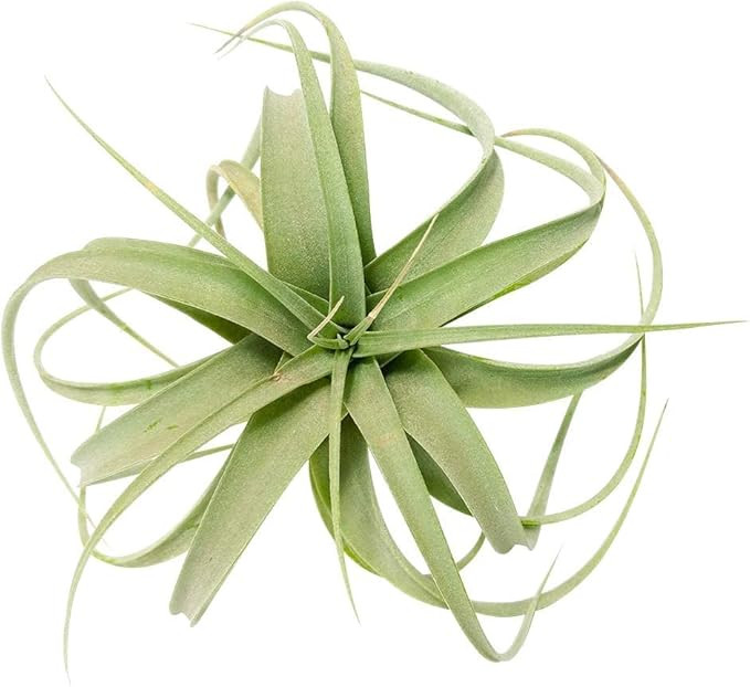 Tillandsia Xerographica Air Plant (4'' Wide) | Live Healthy Unique Airplant Decor for Terrarium H... | Amazon (US)