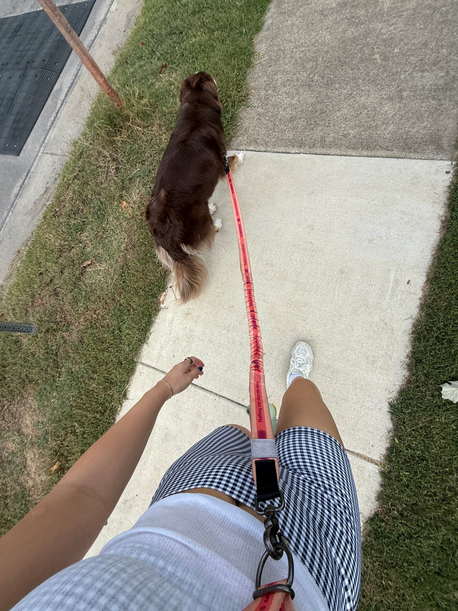 Scouts hands free leash and anti pull harness! 

#LTKActive #LTKPets #LTKFindsUnder50