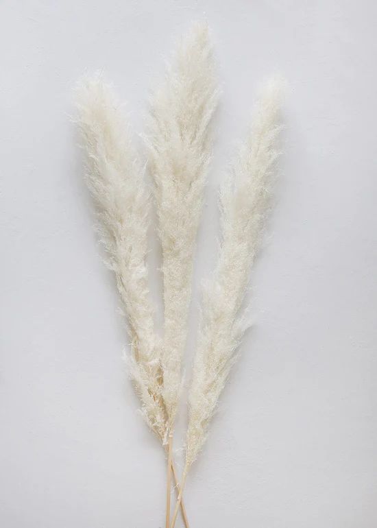 Bundle of 3 Bleached Pampas Grass - 40-48 | Afloral (US)