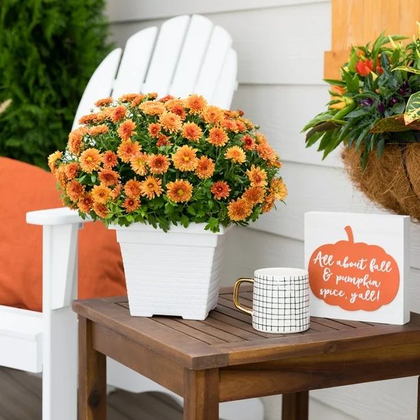 Better Homes & Gardens 1GL Pumpkin Spice Scented Orange Mum (1 Count) Live Plant with Decorative ... | Walmart (US)