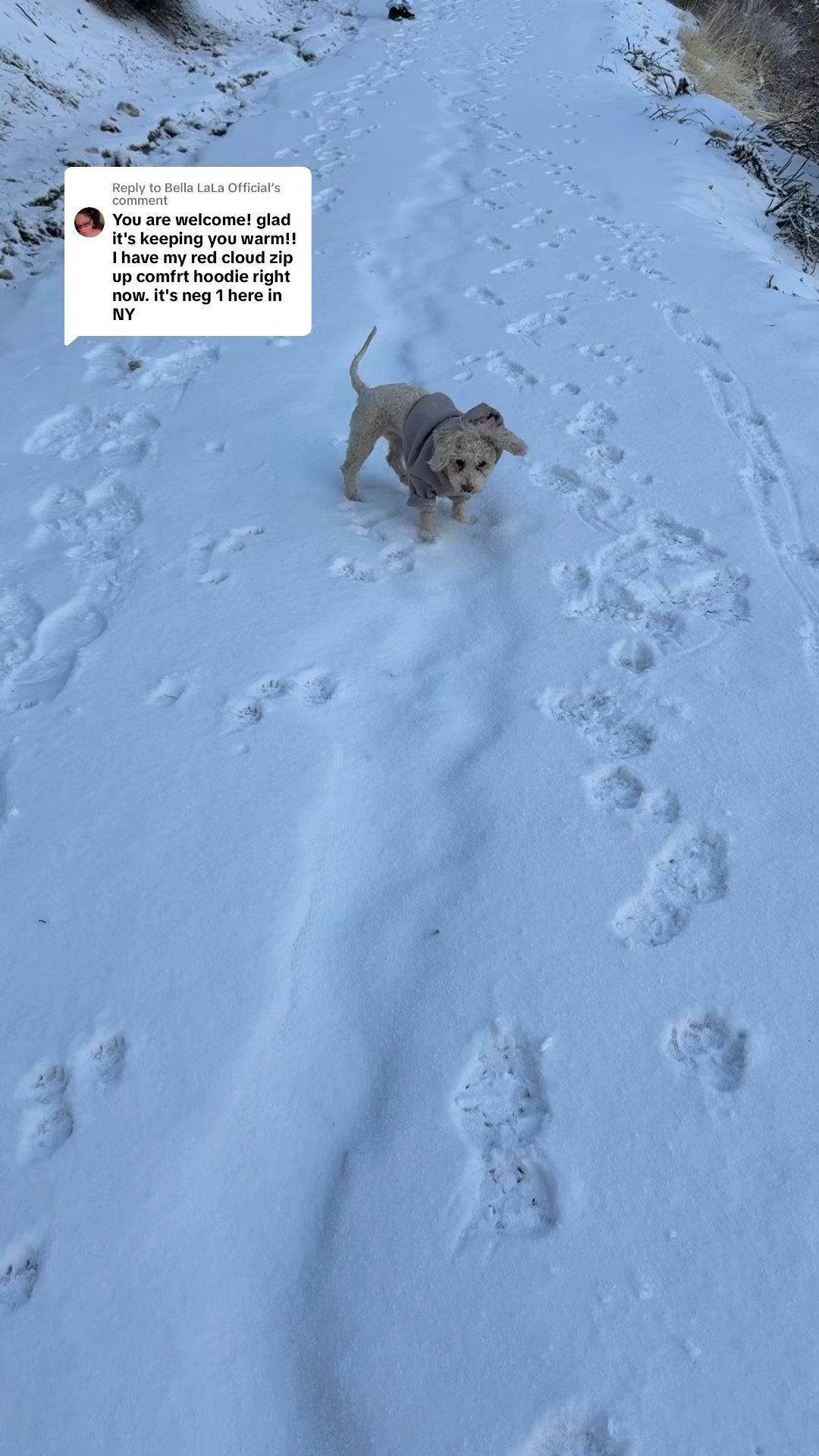 Comfrt paws signature bark. Moosh is 12 pounds and wears a small. 



#LTKPets #LTKFindsUnder50 #LTKSeasonal