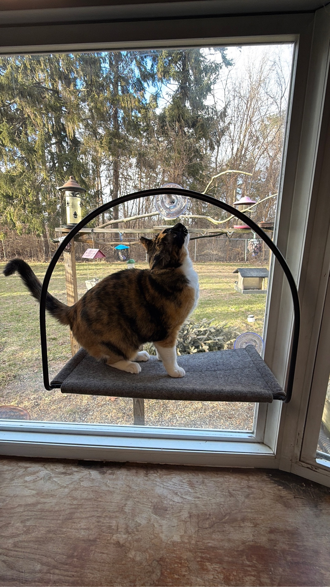 My cats officially have the best seat in the house 🐦

We added this window hammock so they could watch the birds outside and they immediately claimed it. It was super easy to set up and holds up really well on the window.

Perfect if your cats love sun naps and bird watching.

#LTKvlog #LTKstorytime #LTKdayinmylife