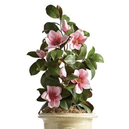 Blush Magnolia Shaped Shrub | Frontgate