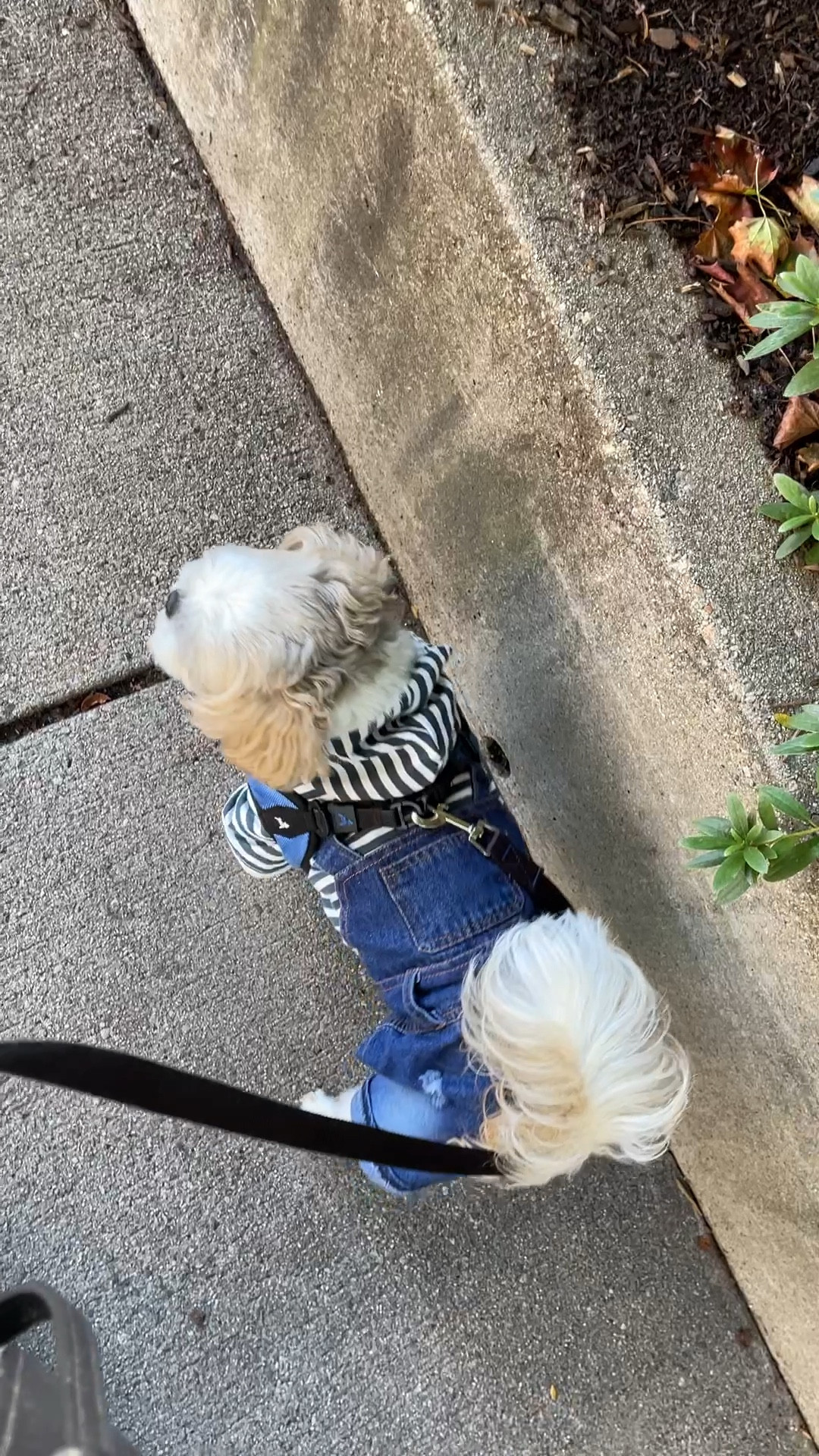 Adorable shirt and denim overall outfit for small dogs. Ralphie took size XL. He's a 15 pound male Shih Tzu.

#LTKkids #LTKSeasonal #LTKbaby