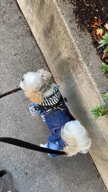Adorable shirt and denim overall outfit for small dogs. Ralphie took size XL. He's a 15 pound male Shih Tzu.

#LTKkids #LTKSeasonal #LTKbaby