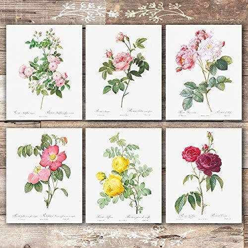 Vintage Flowers Wall Art Prints (Set of 6) - Unframed - 8x10s | Roses | Amazon (US)