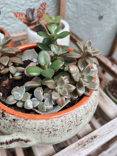 Cute earthy planters for patio gardening 🪴🍃🌱

#LTKhome #LTKfindsunder50 #LTKSeasonal