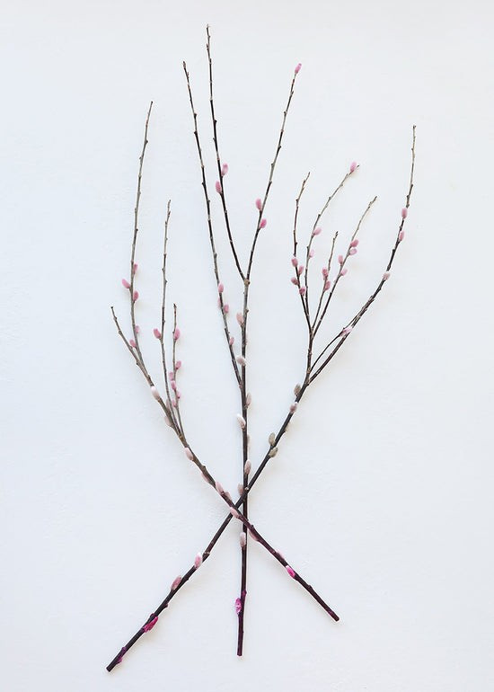 Preserved Pink Pussy Willow Branches - 20-28 | Afloral (US)