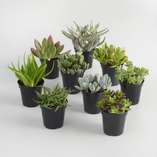 Large Assorted Live Potted Succulents | World Market