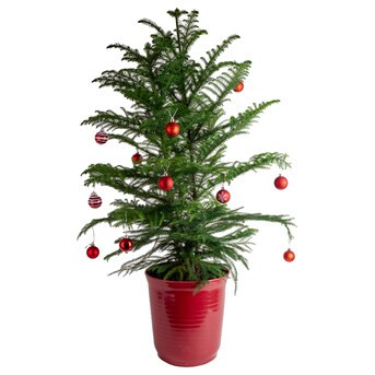 Costa Farms 2.25-Gallon (s) Fresh Christmas Potted Norfolk Island Pine | Lowe's