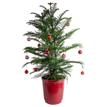 Costa Farms 2.25-Gallon (s) Fresh Christmas Potted Norfolk Island Pine | Lowe's