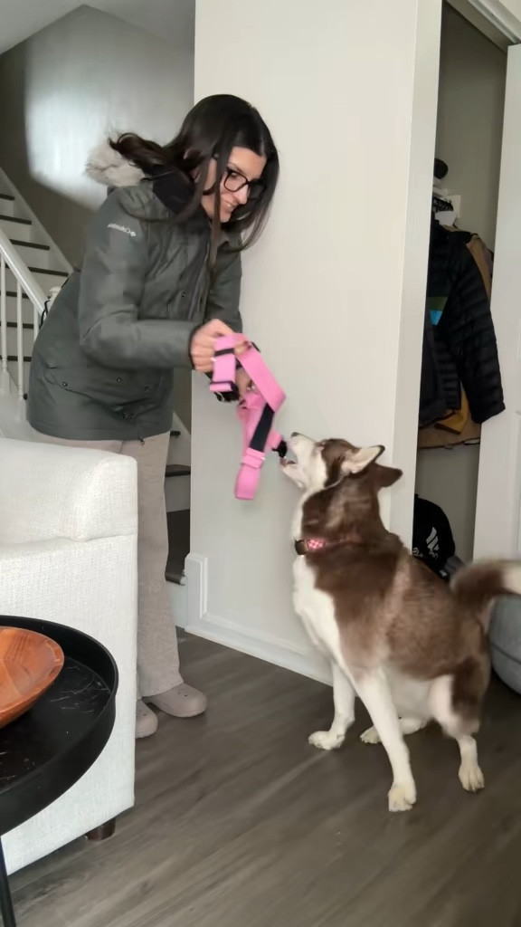 By far, the best harness I've ever had in the 10+ years of having huskies 

 #LTKdayinmylife #LTKgrwm #LTKstorytime