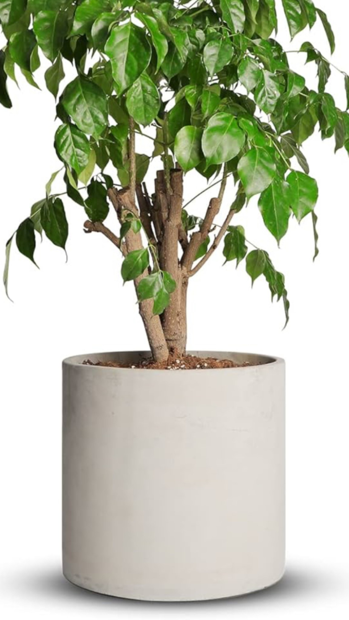 Ceramic pot and stand 

#LTKStyleTip #LTKSaleAlert #LTKHome