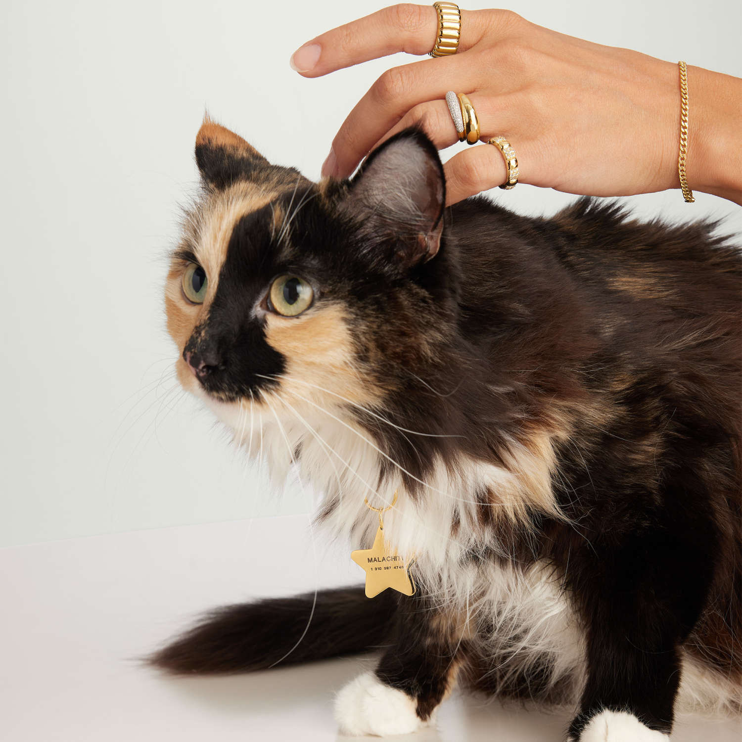 Star Pet Tag : Handcrafted in 24k Gold Plated Stainless Steel | Mejuri | Mejuri (Global)