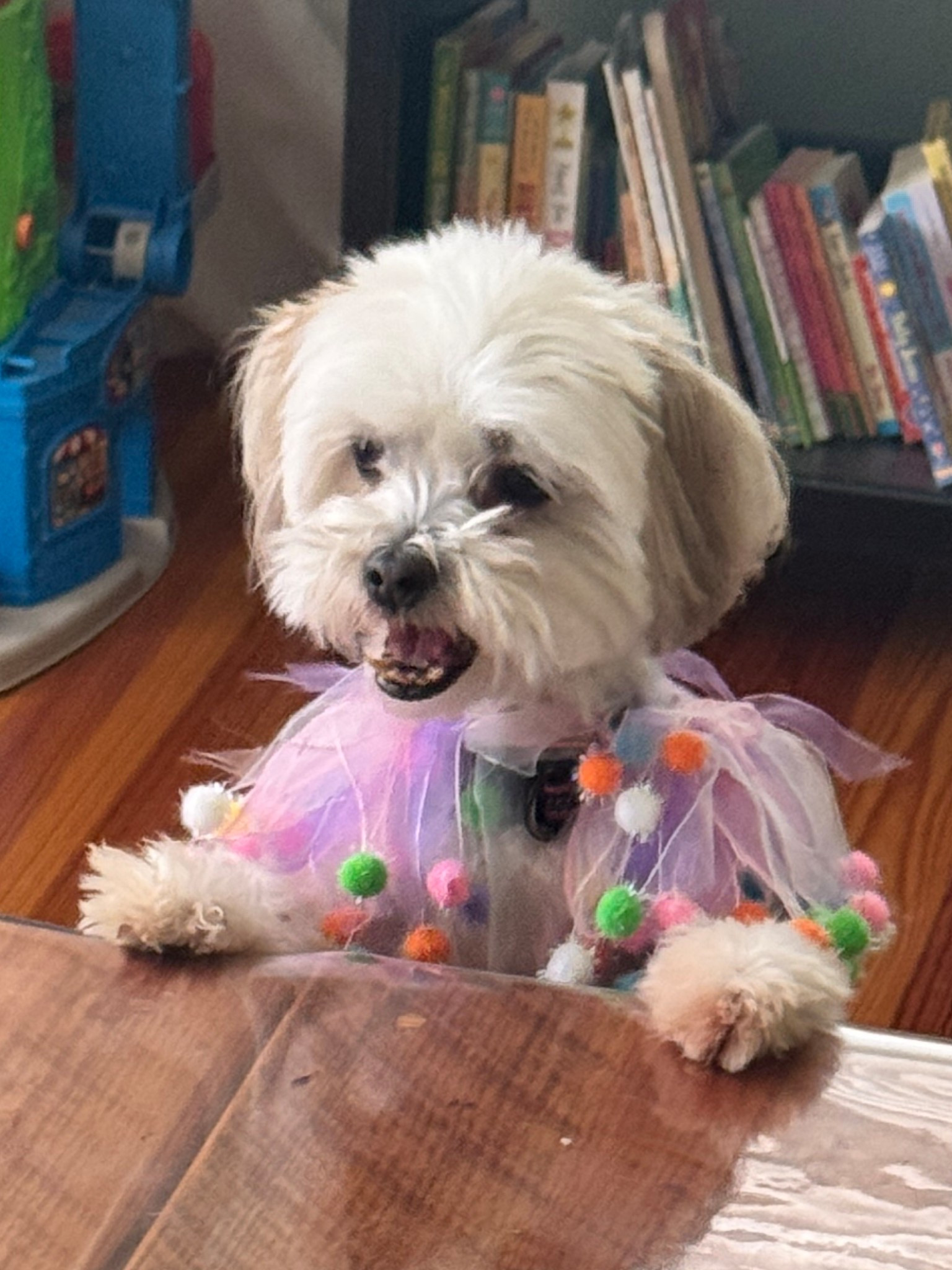 Celebrate your fur baby's birthday with this fun party collar! 🎉

#LTKmomlife #LTKdayinmylife