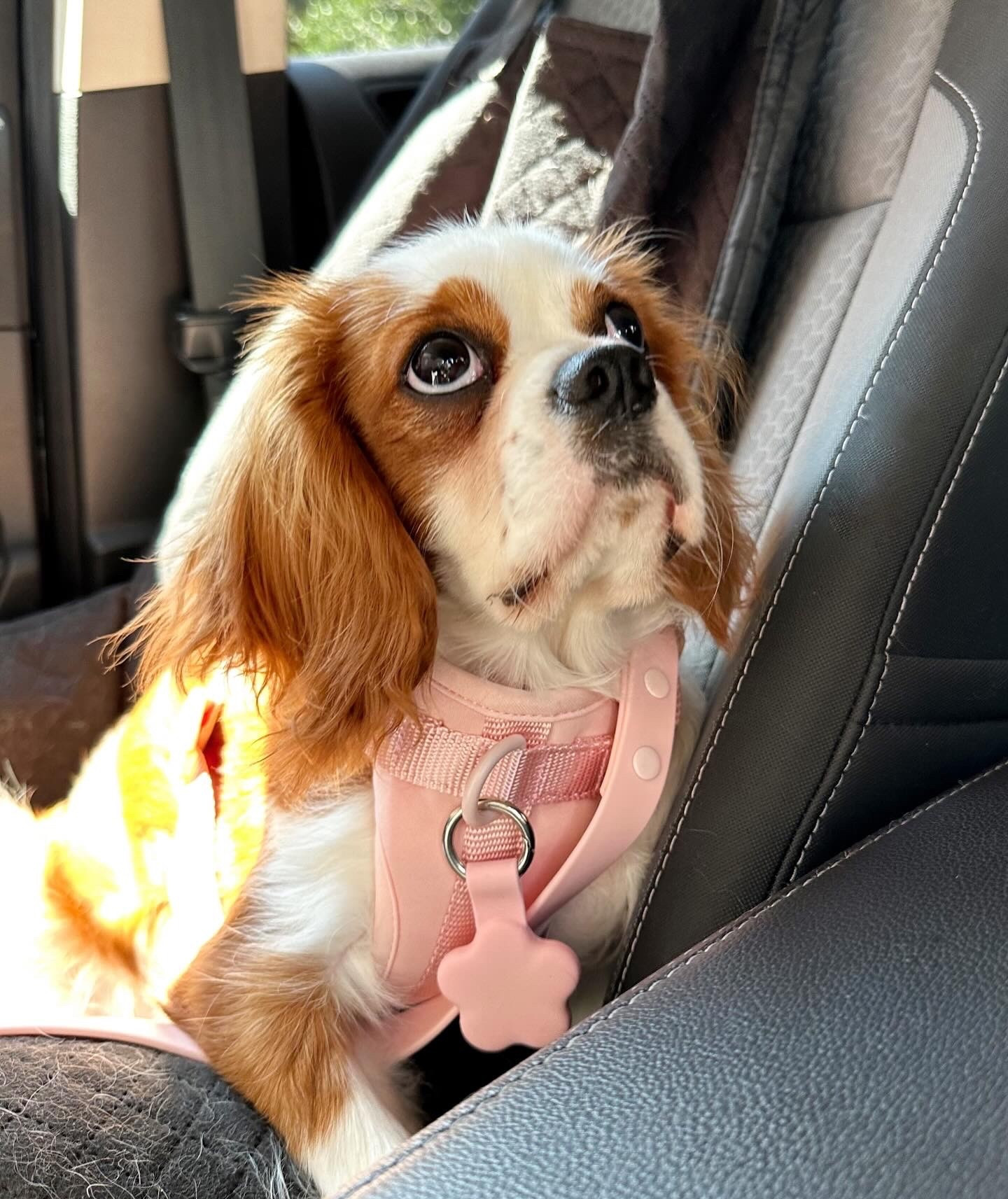 Ruby’s everyday pink outfit! #cavalierkingcharlesspaniel 

#LTKPets