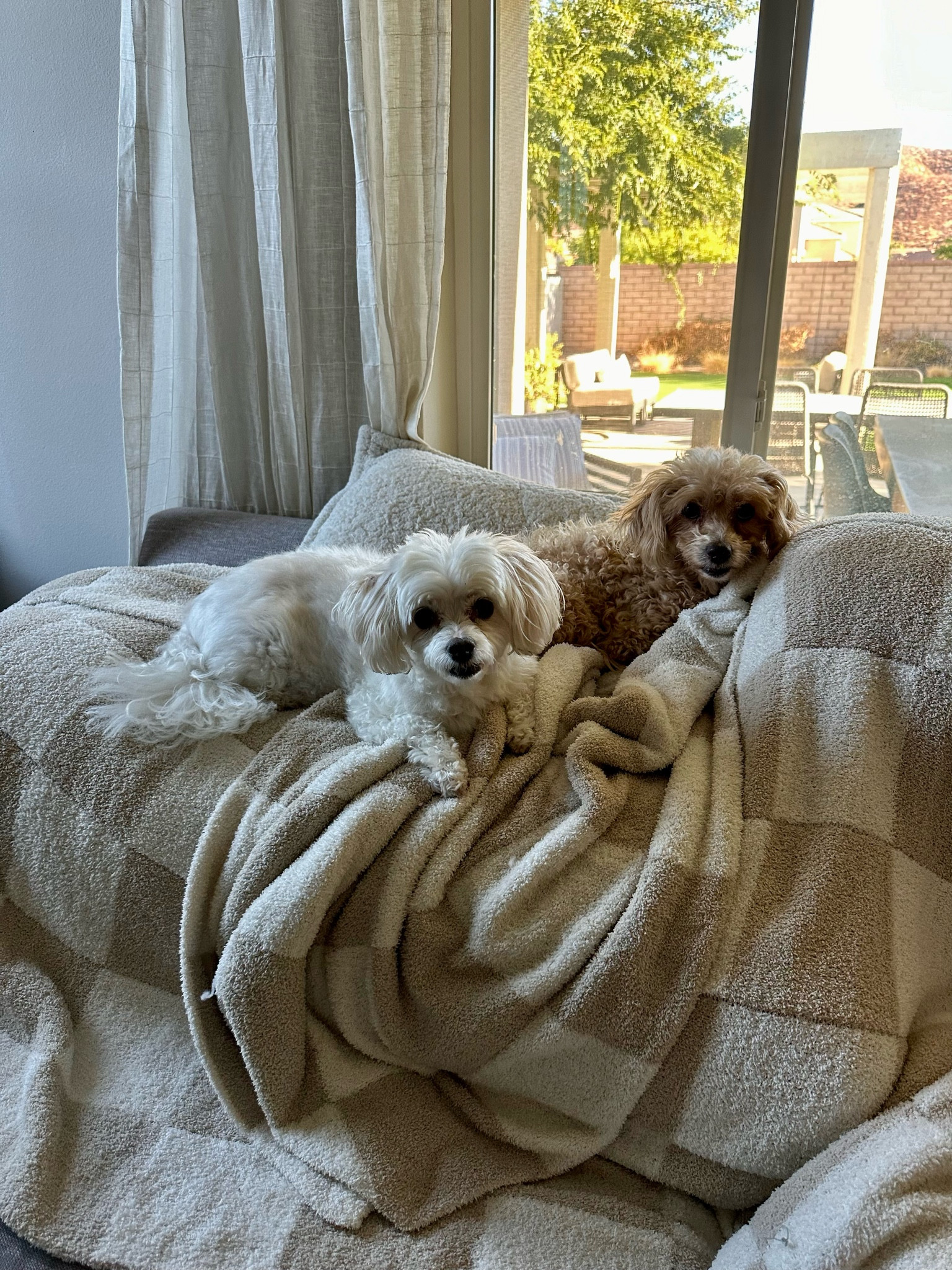 Not the best picture but a real one. Our checkered throw blanket has officially been claimed by my dogs, which is a testament to how soft and cozy it is  

#LTKU #LTKFindsUnder50 #LTKHome