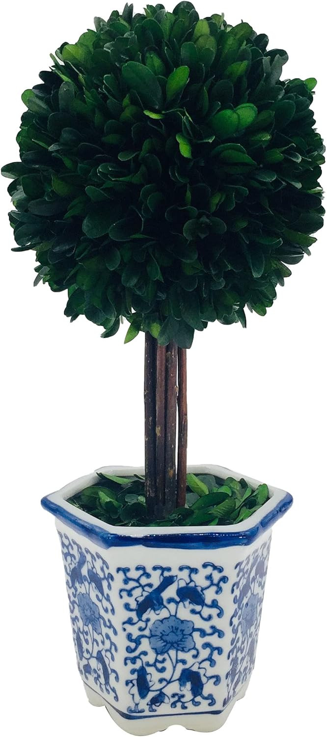 Galt International Preserved Boxwood Topiary Tree in Ceramic Pot - Plant and Table Centerpiece - ... | Amazon (US)